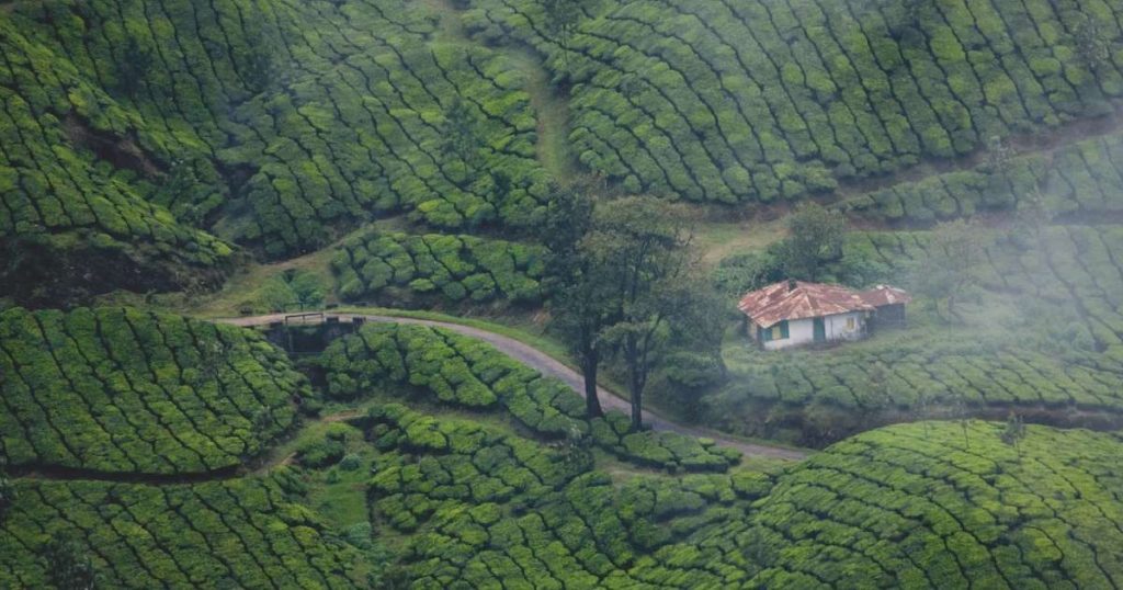 Munnar-tea-gardens