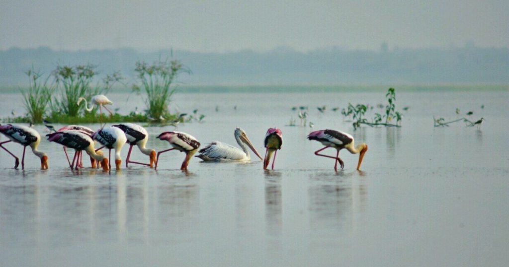 migratory birds in Ousteri Lake Puducherry