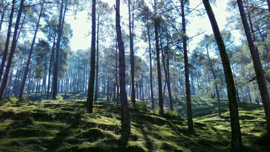 summer vacation Delhi to pangot lush green forest