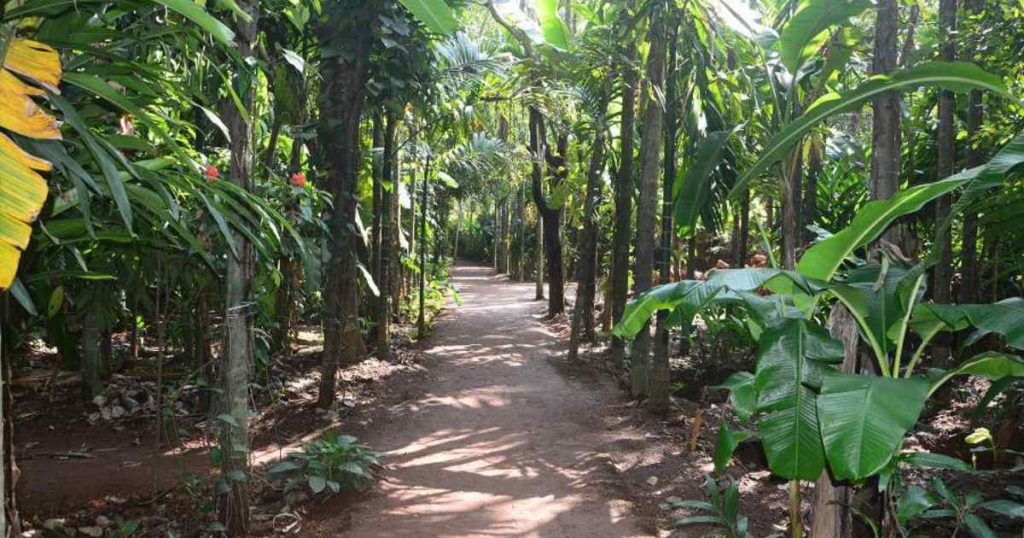 Spice Plantation in Goa
