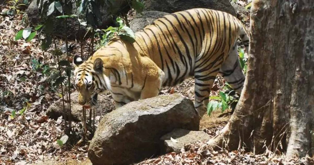 Tiger sighting at Bondla Wildlife Sanctuary Goa